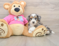 5 week old Aussiechon Puppy For Sale - Lone Star Pups