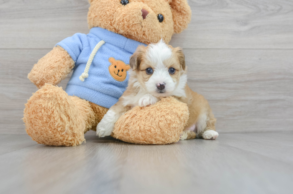 6 week old Aussiechon Puppy For Sale - Lone Star Pups
