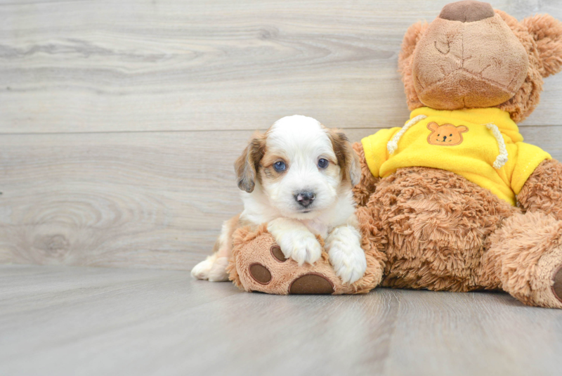 Meet Cosmos - our Aussiechon Puppy Photo 1/3 - Lone Star Pups