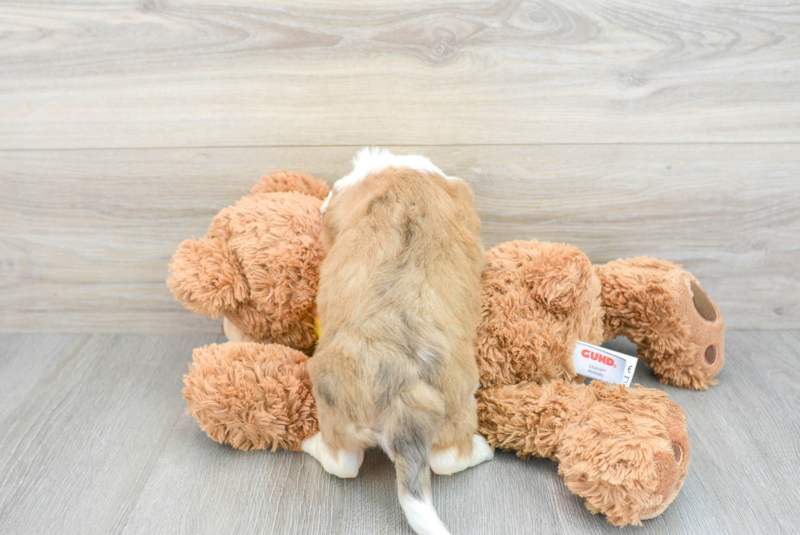 Meet Cosmos - our Aussiechon Puppy Photo 2/3 - Lone Star Pups