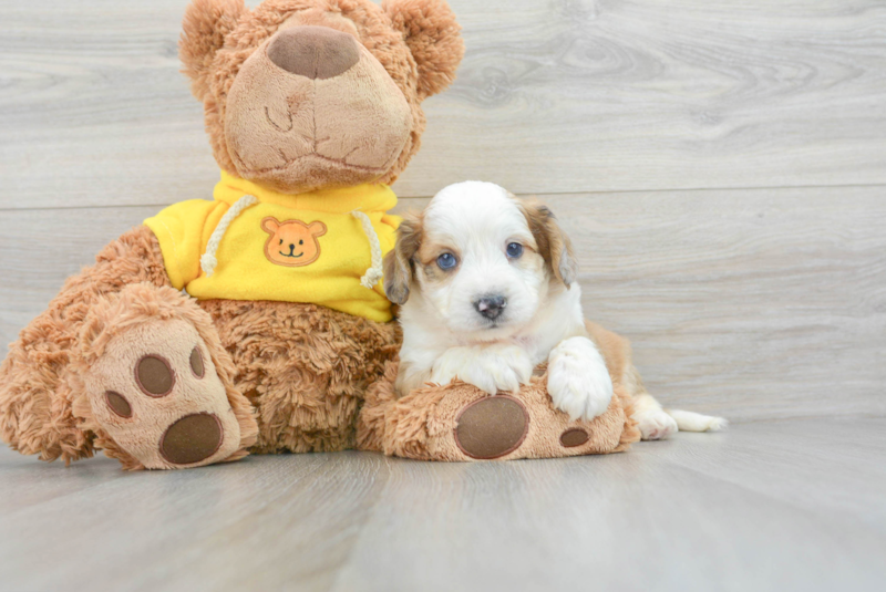 Meet Cosmos - our Aussiechon Puppy Photo 3/3 - Lone Star Pups