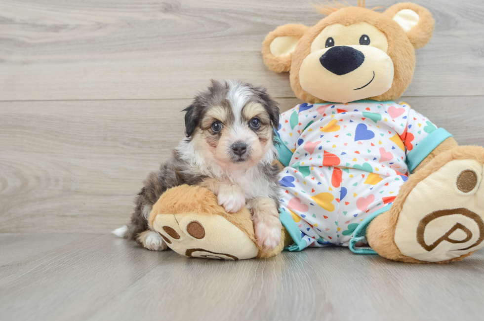 7 week old Aussiechon Puppy For Sale - Lone Star Pups