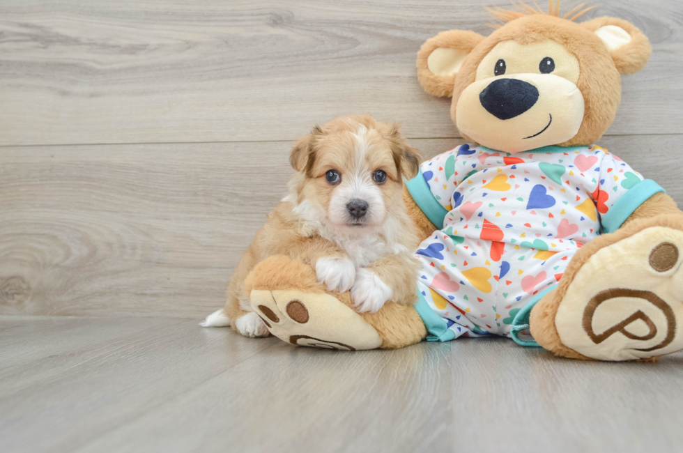 7 week old Aussiechon Puppy For Sale - Lone Star Pups