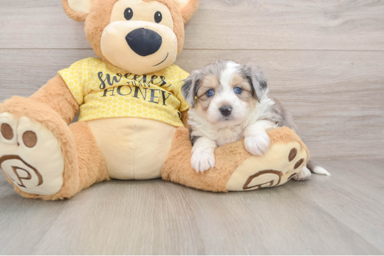 Playful Aussie Bichon Designer Puppy