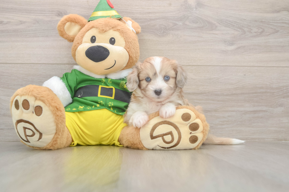 Best Aussiechon Baby