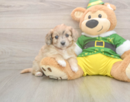 6 week old Aussiechon Puppy For Sale - Lone Star Pups