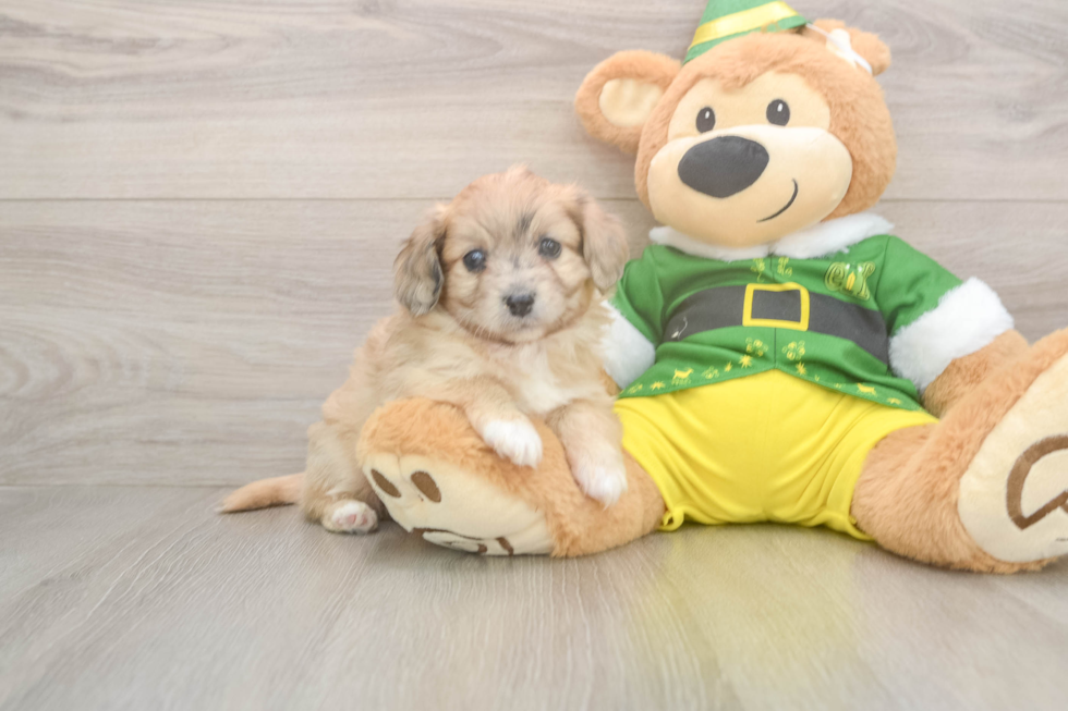 Aussiechon Puppy for Adoption