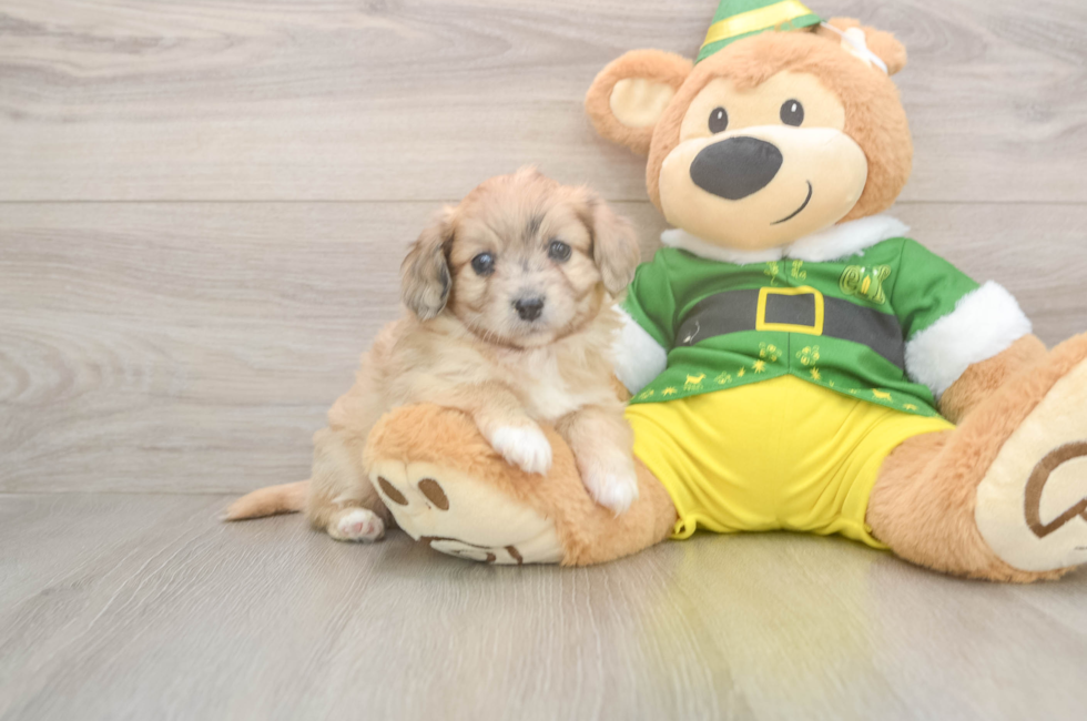 5 week old Aussiechon Puppy For Sale - Lone Star Pups