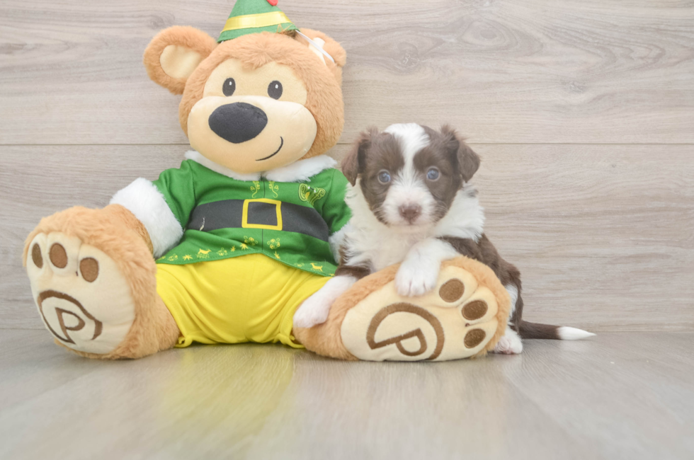 5 week old Aussiechon Puppy For Sale - Lone Star Pups