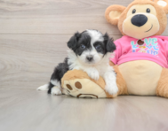 6 week old Aussiechon Puppy For Sale - Lone Star Pups