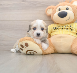 6 week old Aussiechon Puppy For Sale - Lone Star Pups