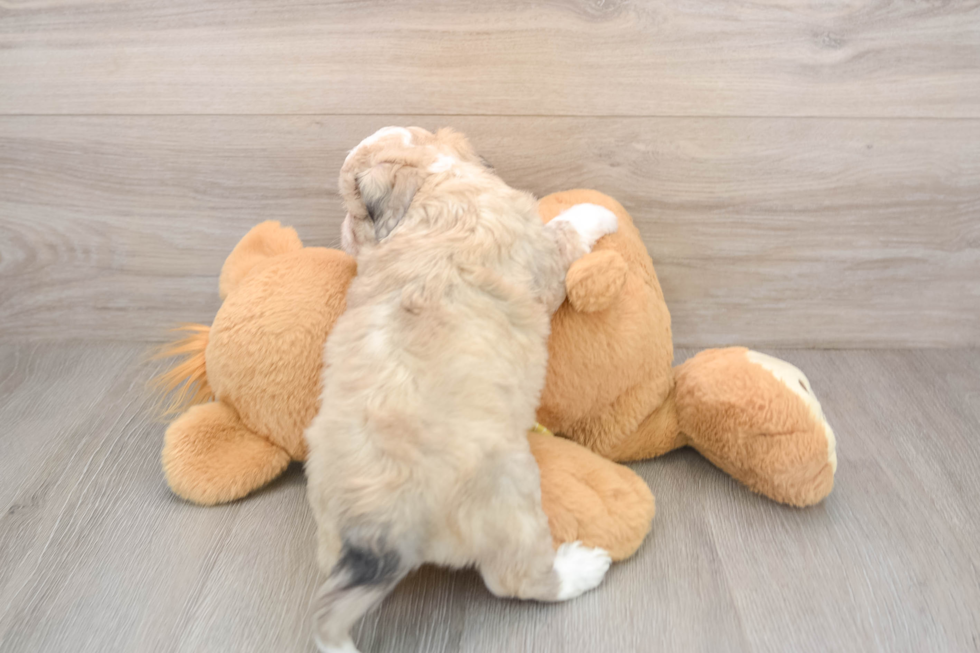 Aussiechon Pup Being Cute