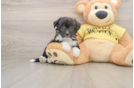Best Aussiechon Baby