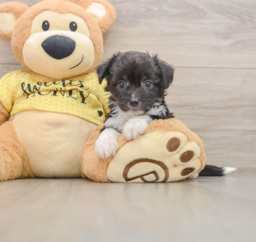 8 week old Aussiechon Puppy For Sale - Lone Star Pups