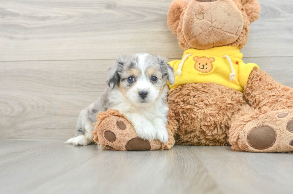 5 week old Aussiechon Puppy For Sale - Lone Star Pups