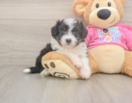 6 week old Aussiechon Puppy For Sale - Lone Star Pups