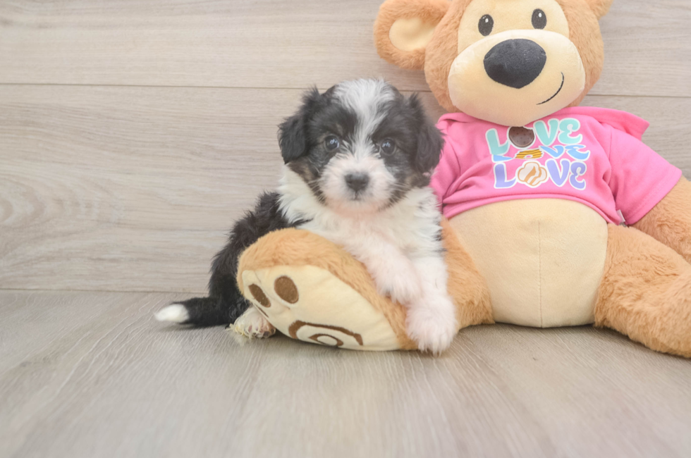 6 week old Aussiechon Puppy For Sale - Lone Star Pups