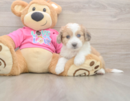 6 week old Aussiechon Puppy For Sale - Lone Star Pups