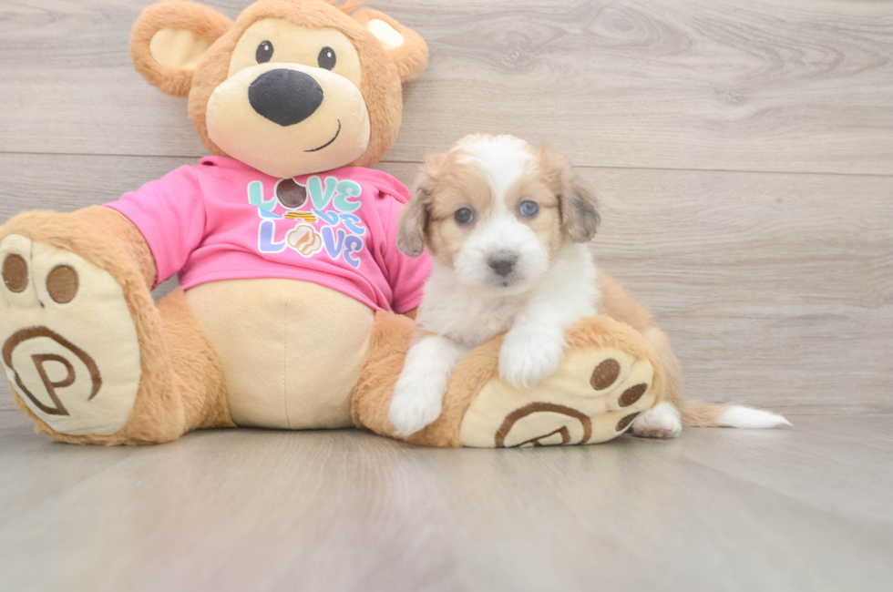 6 week old Aussiechon Puppy For Sale - Lone Star Pups