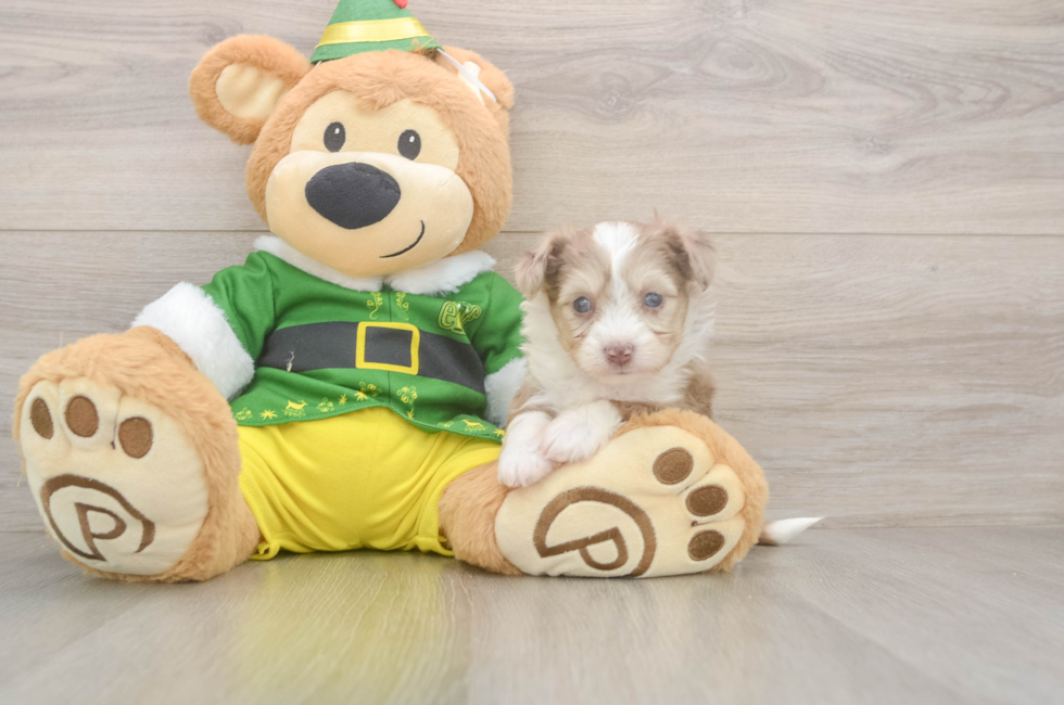 5 week old Aussiechon Puppy For Sale - Lone Star Pups