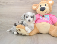 6 week old Aussiechon Puppy For Sale - Lone Star Pups