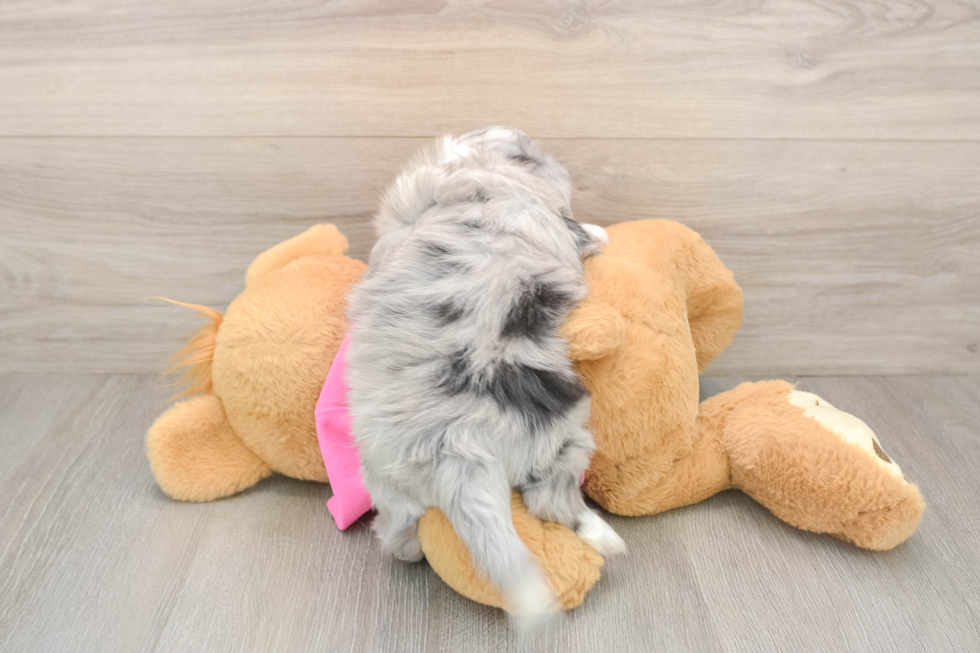 Best Aussiechon Baby