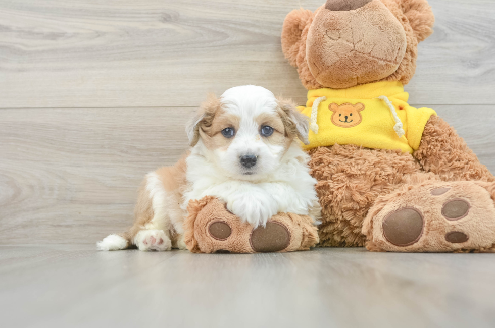 5 week old Aussiechon Puppy For Sale - Lone Star Pups