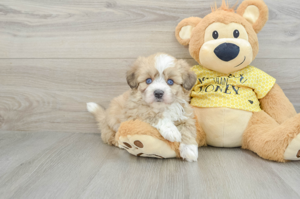 5 week old Aussiechon Puppy For Sale - Lone Star Pups