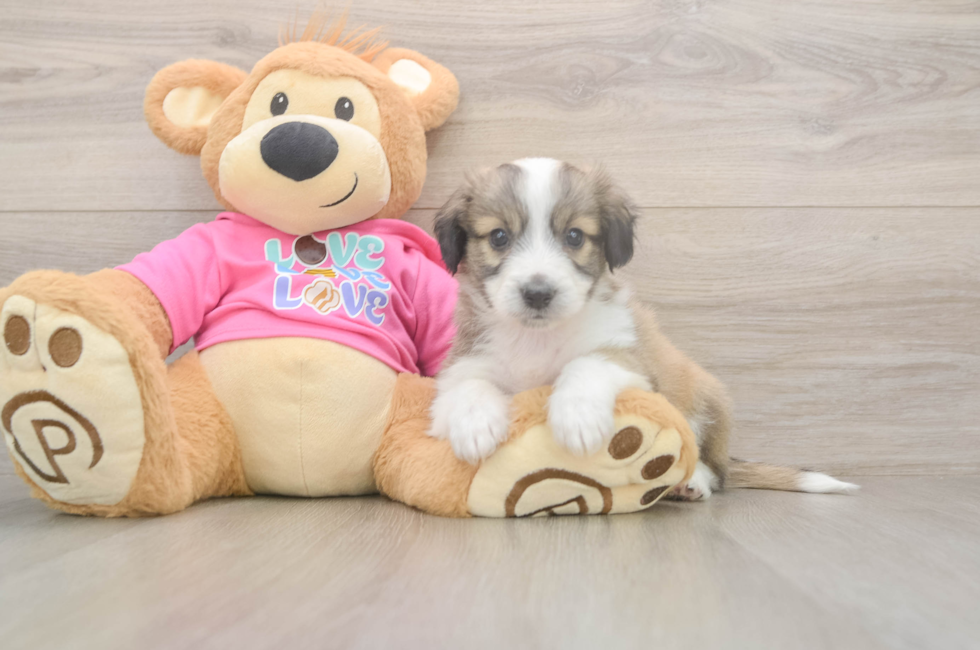 6 week old Aussiechon Puppy For Sale - Lone Star Pups
