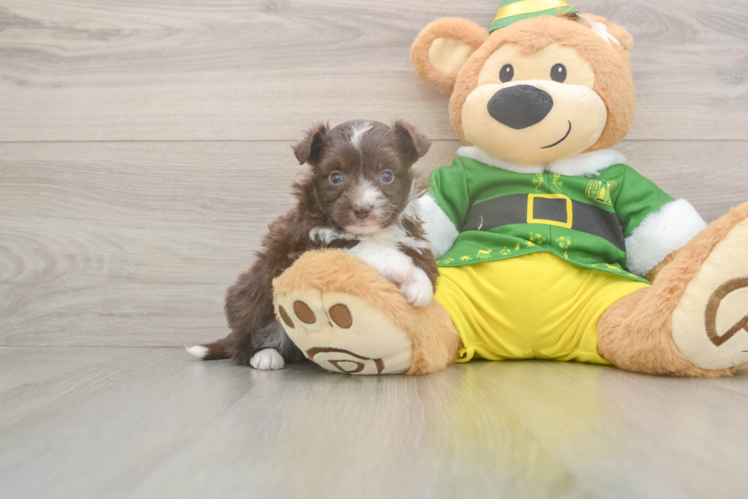 Popular Aussiechon Designer Pup