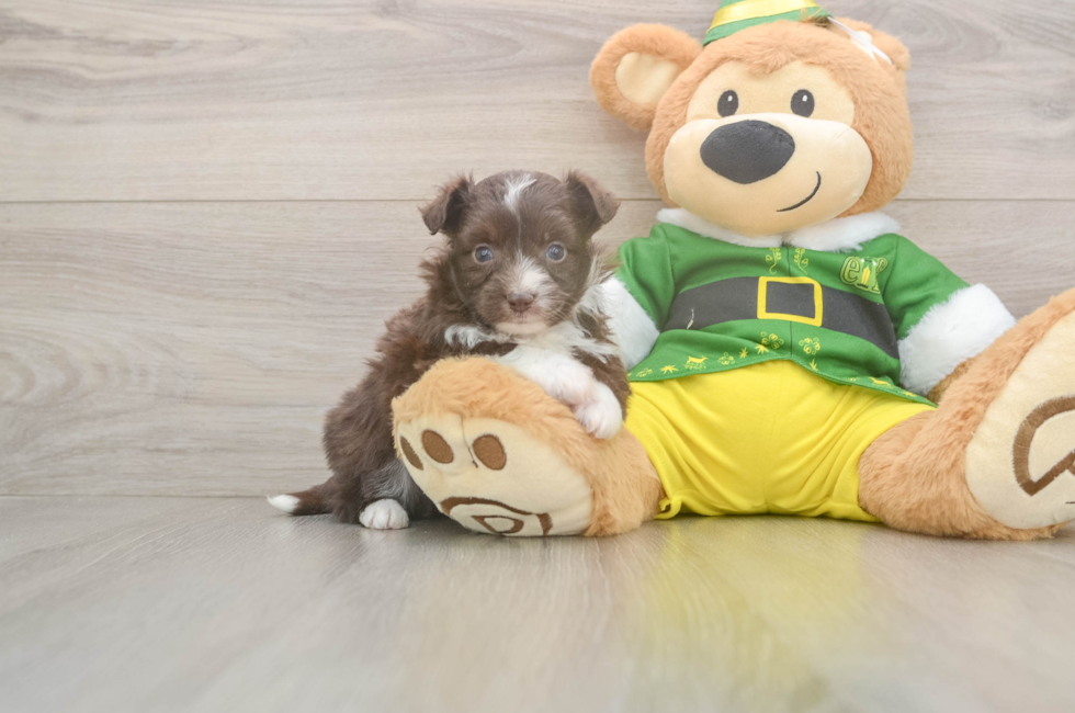 5 week old Aussiechon Puppy For Sale - Lone Star Pups