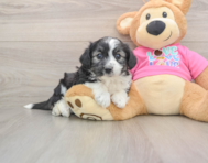6 week old Aussiechon Puppy For Sale - Lone Star Pups