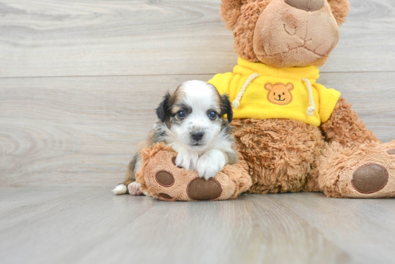 Meet Dash - our Aussiechon Puppy Photo 1/3 - Lone Star Pups