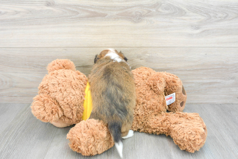Meet Dash - our Aussiechon Puppy Photo 2/3 - Lone Star Pups