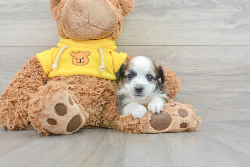 Meet Dash - our Aussiechon Puppy Photo 3/3 - Lone Star Pups