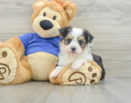 8 week old Aussiechon Puppy For Sale - Lone Star Pups