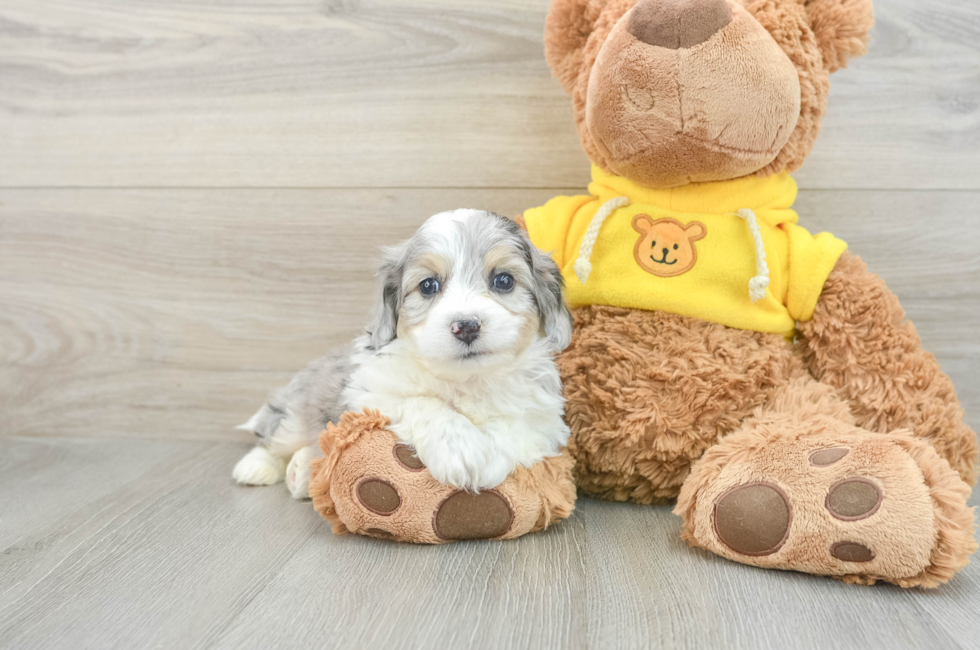 5 week old Aussiechon Puppy For Sale - Lone Star Pups