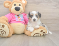6 week old Aussiechon Puppy For Sale - Lone Star Pups