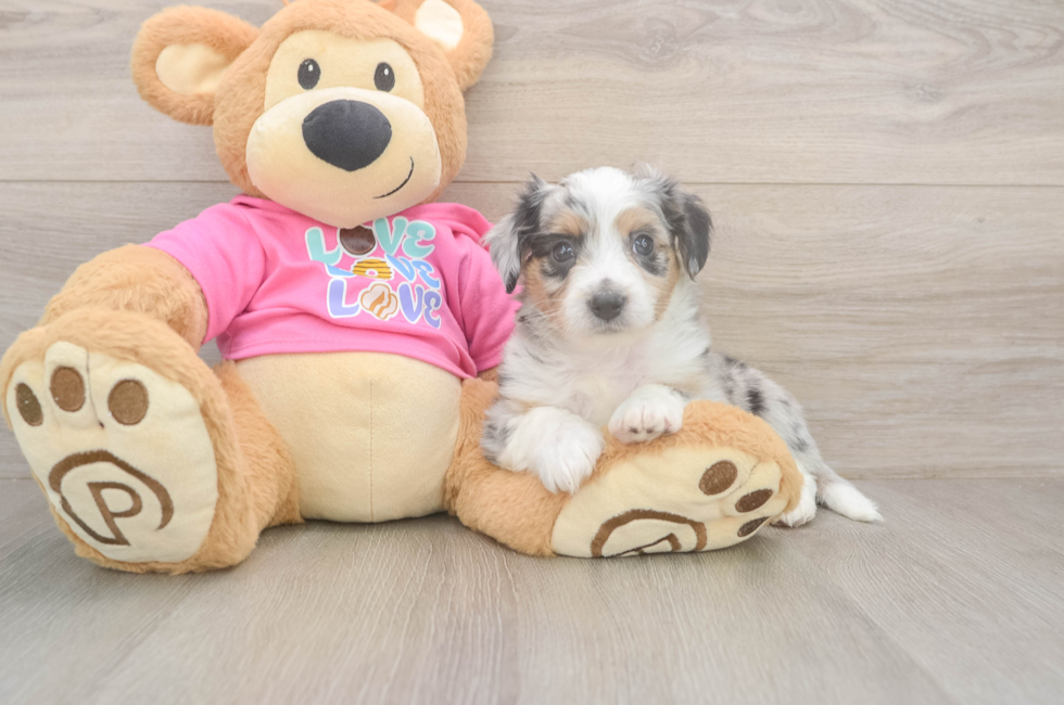 6 week old Aussiechon Puppy For Sale - Lone Star Pups