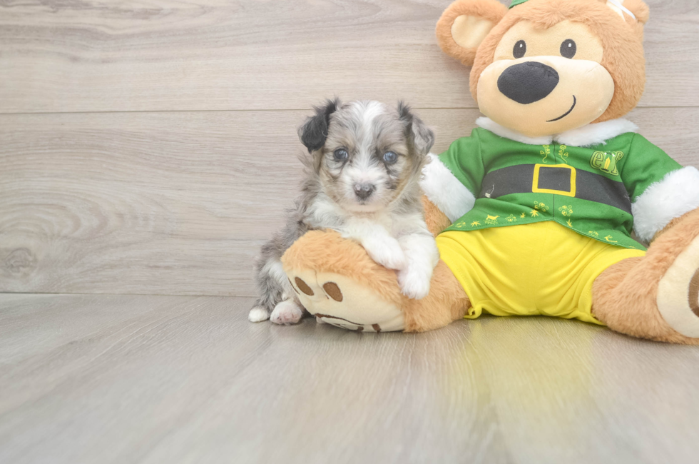 5 week old Aussiechon Puppy For Sale - Lone Star Pups