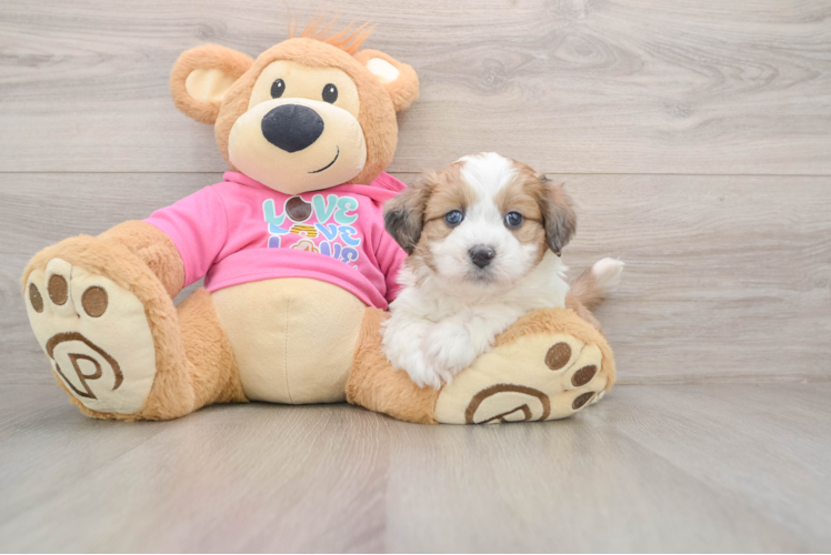 Aussiechon Puppy for Adoption