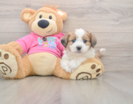 5 week old Aussiechon Puppy For Sale - Lone Star Pups