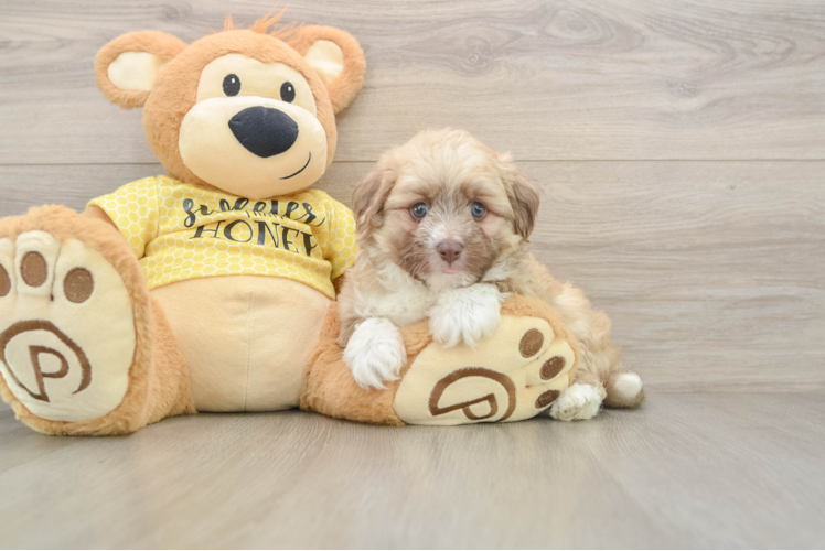 Friendly Aussiechon Baby