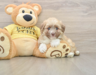 6 week old Aussiechon Puppy For Sale - Lone Star Pups