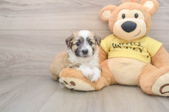 Aussiechon Puppy for Adoption