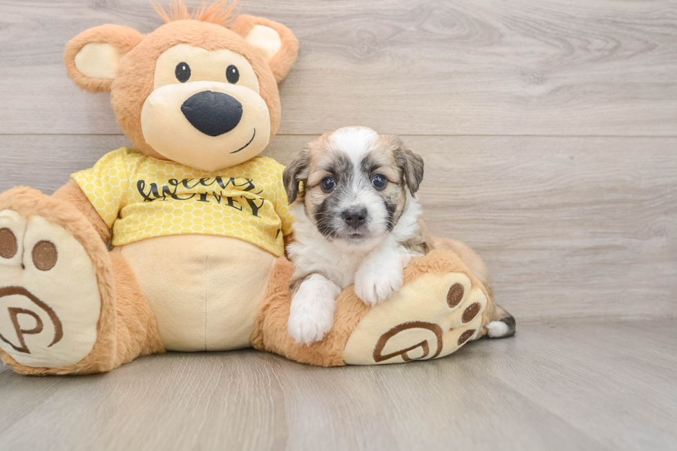 Fluffy Aussiechon Designer Pup