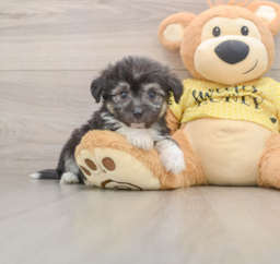7 week old Aussiechon Puppy For Sale - Lone Star Pups
