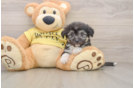 Popular Aussiechon Designer Pup