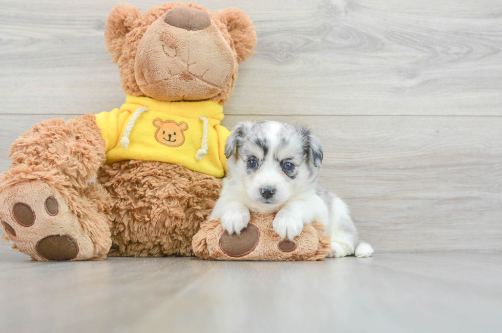 5 week old Aussiechon Puppy For Sale - Lone Star Pups
