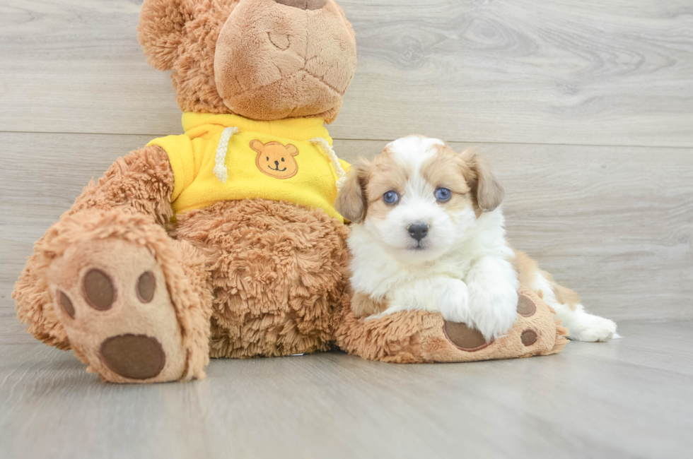 5 week old Aussiechon Puppy For Sale - Lone Star Pups